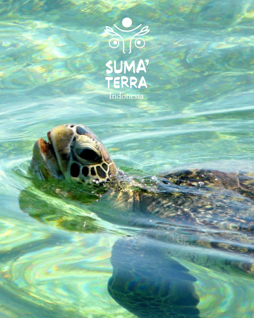 Identité visuelle de Suma'terra Indonesia sur une photo de Sumatra